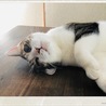 こゆきどん