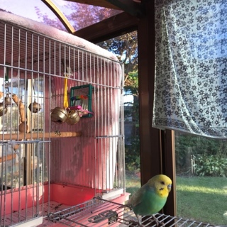 好奇心旺盛なセキセイインコ（雄）♡