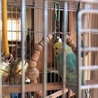 好奇心旺盛なセキセイインコ（雄）♡ サムネイル3
