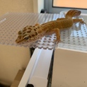 レオパ　募集停止中！