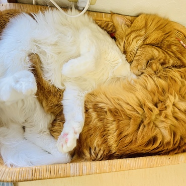 マリーの顔がサッスーのお腹に埋まっている件