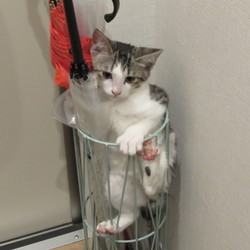 傘入れに落ちてしまっ