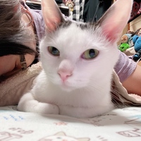 チビ太