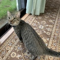 人懐っこい甘えん坊のキジトラくんです！