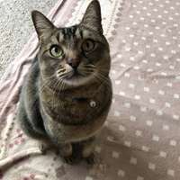 キラ