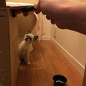 綺麗な毛色のねこちゃん 2〜3ヶ月