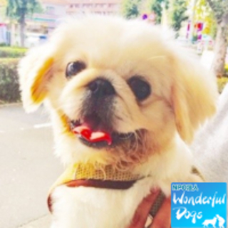 「ベビースター」ペキニーズ♂