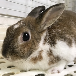 大きめのネザーランドドワーフ里親さんを探しています