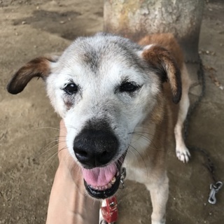 いつもいっしょに☆アルくん