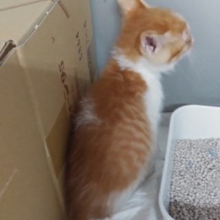 茶白の兄弟、茶多めの猫ちゃん