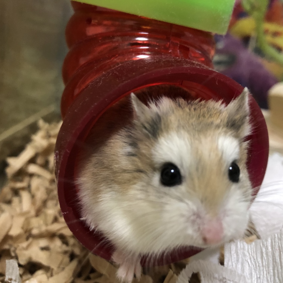 ボルヤのカバー写真