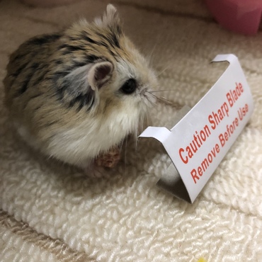 の写真