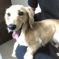 あもる