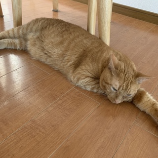 台風被害で引っ越す為、飼えなくなりました。