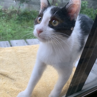 可愛い雑種の子猫ちゃんです♪♪