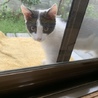 可愛い雑種の子猫ちゃんです♪♪ サムネイル3