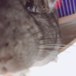 チンチラの男の子