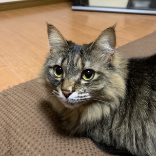 台風被害で引っ越す為、里親さん募集です。