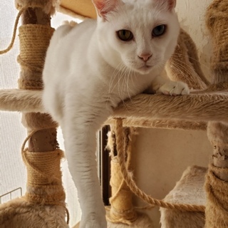 「目がすわってるオッドアイのおじさん猫」