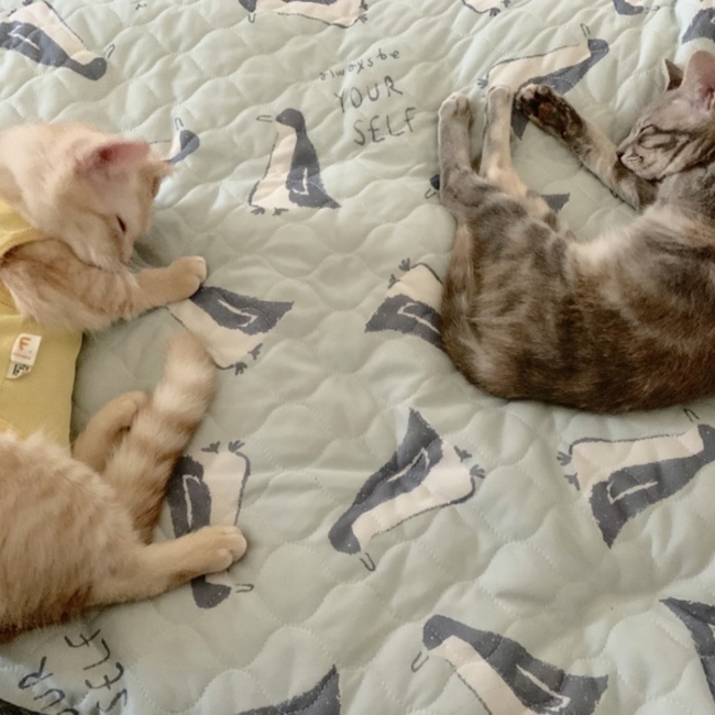 山吹にゃんのカバー写真