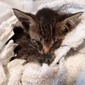 子猫の里親募集中