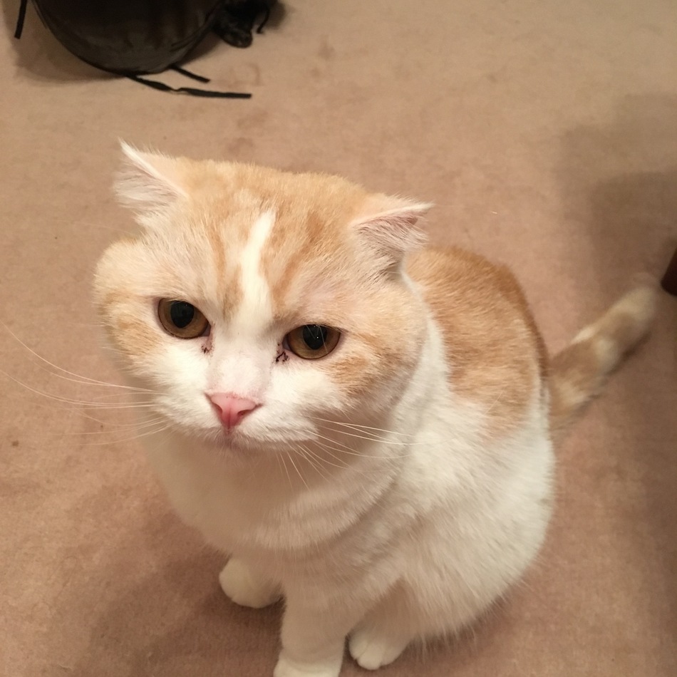 Sunnyのカバー写真