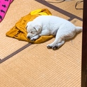 取下げ！生後2ヶ月の雑種の男の子
