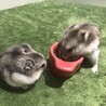 ジャンガリアン赤ちゃんハムスター6匹 サムネイル2