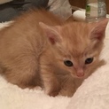子猫の里親募集しています
