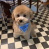 pooくん