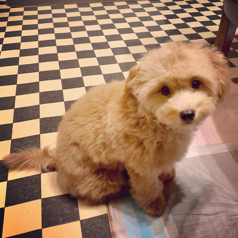 pooくんのカバー写真