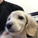 生後5ヶ月のミニチュアダックスです。