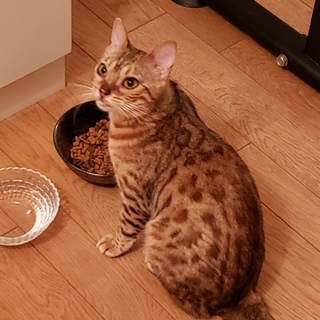 ベンガルの里親さん募集中