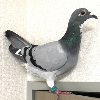 応募一時停止中】レース鳩を可愛がってくださる方