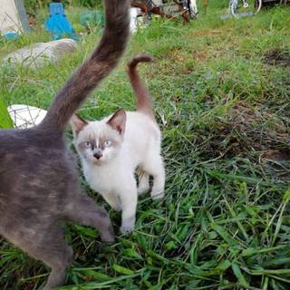 甘えん坊のシャムミックスちゃん