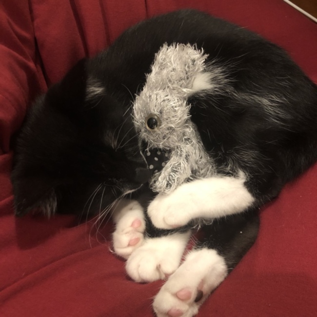 福耳ねこのカバー写真