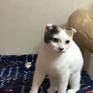 とっても穏やかで手がかかりません。