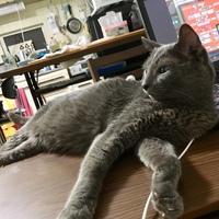 レオン