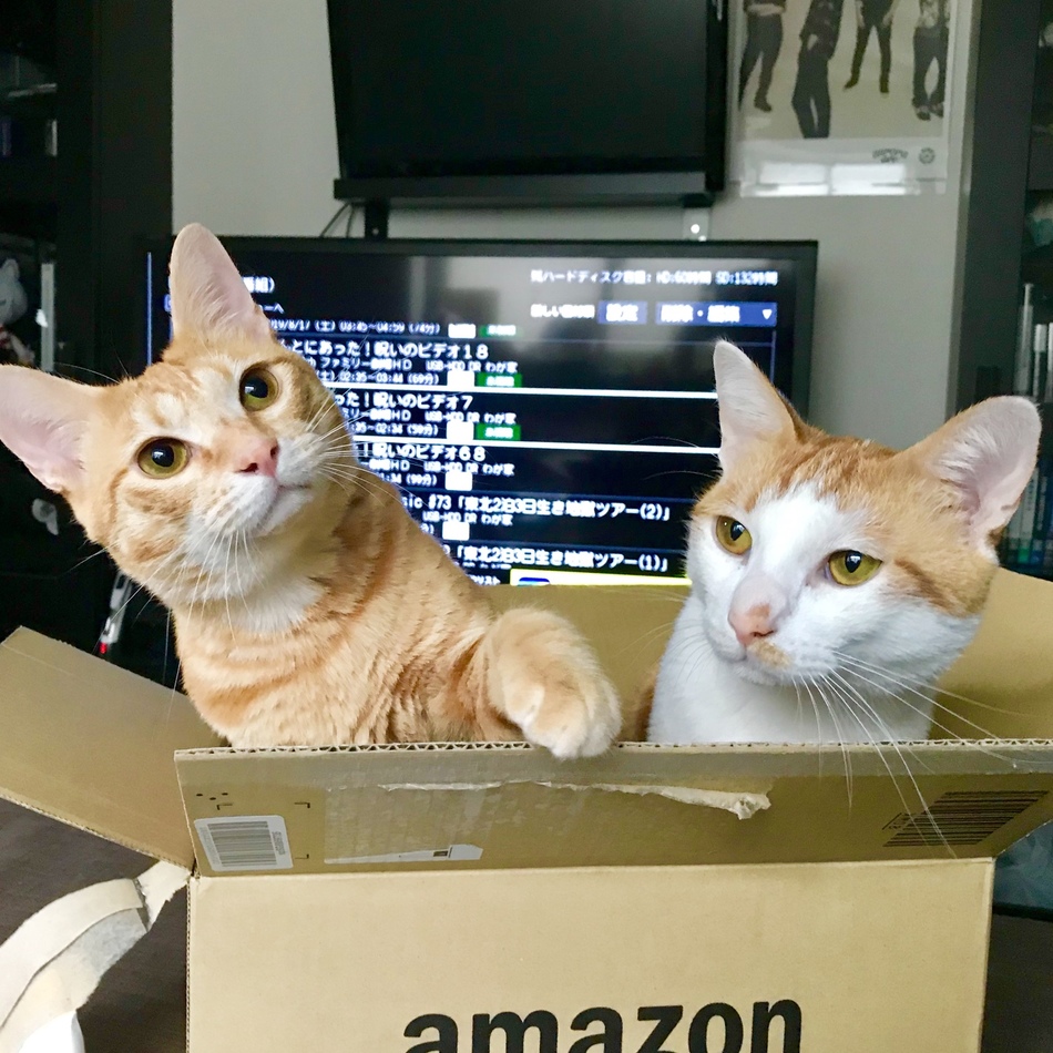 ライムのカバー写真