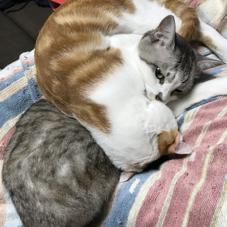 カノンのカバー写真