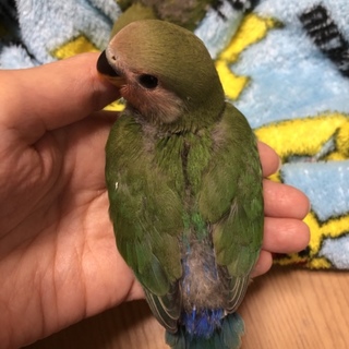 コザクラインコの雛