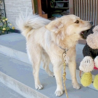 10月15日誕生日ミックス犬決定いたしました