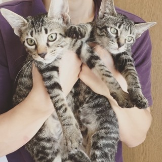 生後3ヶ月くらいの兄妹猫です