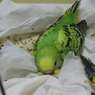 セキセイインコ　巣から出しました