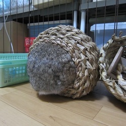 「うさぎと雑貨のイベントやりますっ！」サムネイル2