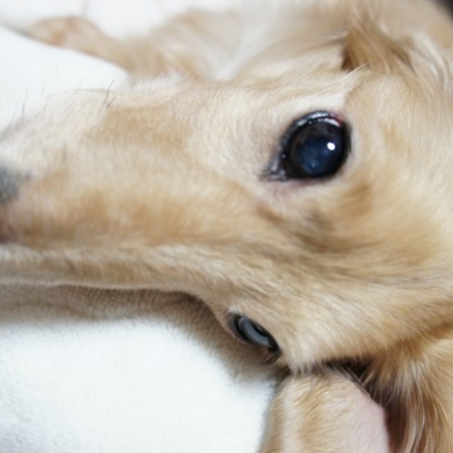 ワンニャン子のカバー写真