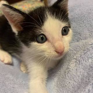 ハチワレ クッキーくん