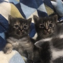 雑種子猫4匹