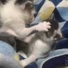雑種子猫4匹 サムネイル4