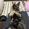 ハル
